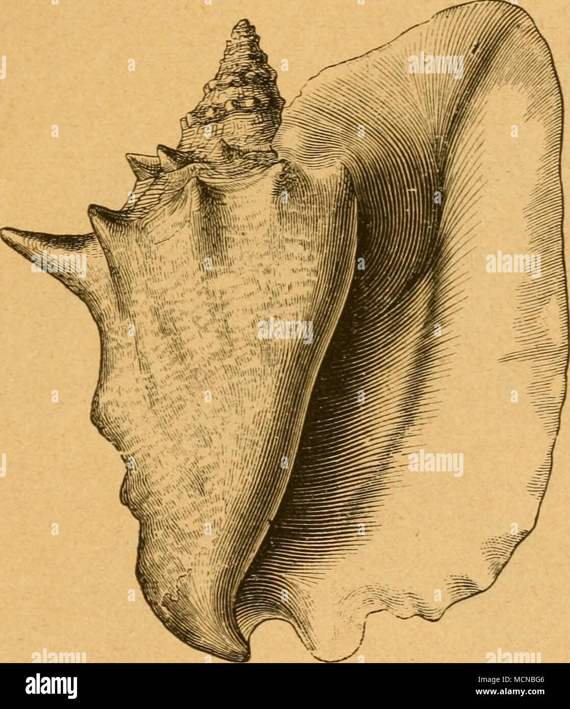 . Glügeljc^nctfe, Strombus gigas. j|3.§ aufgetpulfteten ettr)une bedeltragenben gugrücfen anberer Xeil auf bem ®d)neden, bient aber burd^§ftrecfen 5ui 5unb lnftemmen unter 9i)^§ itt)ilfe être etaftifd^en ^ce !el§^biefe ba u, meift^fe r- bicf aligen Sliere^fc burd^ ^ugelung !llm,^obolbfc öortoärt^ie en,^ ju belegen, finben^ ©ie fid lebenb tropifd^ben nur en fr 9}^foffit eeren, aber aud^^europäifd dans ben en Slertiärformationen dans d^teriftifdf- ara !)en gormen. ®ie ©egalen ber beiben Gattungen Strom- unb bus Pterocera im tpefenttid^ift en öerle^^ fonifc unaug rt :- Banque D'Images