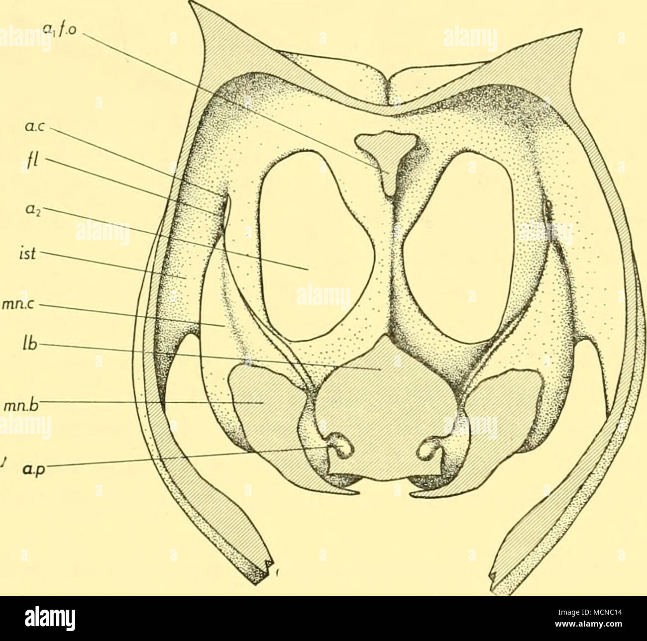 . Fig. 6. C. borealis antipoda. Aperçu schématique vue antérieure d'une section transversale d'épaisseur mandibulaire par région. Arbres d'antennaires (omis de montrer.) un mandibulaire coxae^f.o, base d'antennules et organe frontal ; a2, socket antennaire ; a.c, condyle articulaire dorsale de coxa mandibulaire ; a.p, processus articulaire distale de coxa mandibulaire ; fl, bride dorsale antérieure de mandi- bular coxa ; ist, l'isthme qui relie l'corps avec carapace ; lb, labre ; mn.b, base de la mandibule ; mn.c, mandibulaire coxa. sclerite cadre à l'appui la face orale du labre (Fig. 4 A, a.p et Ib.s, fig. 8). La projection de cette Banque D'Images