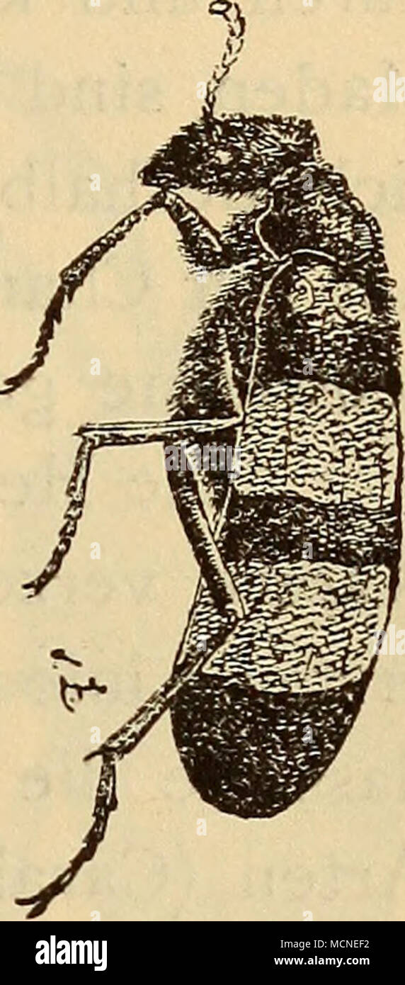 . 29 Abbildungen un u. b. Alglabris oculata. Deutsch-S.-YV.-Afrika. Le Damaraland. (Nach d. Natur gezeichnet c. H. v.. Zglinicka Investigaciön) 733). S. 48/49. 734) 1. c. S. 30. Banque D'Images