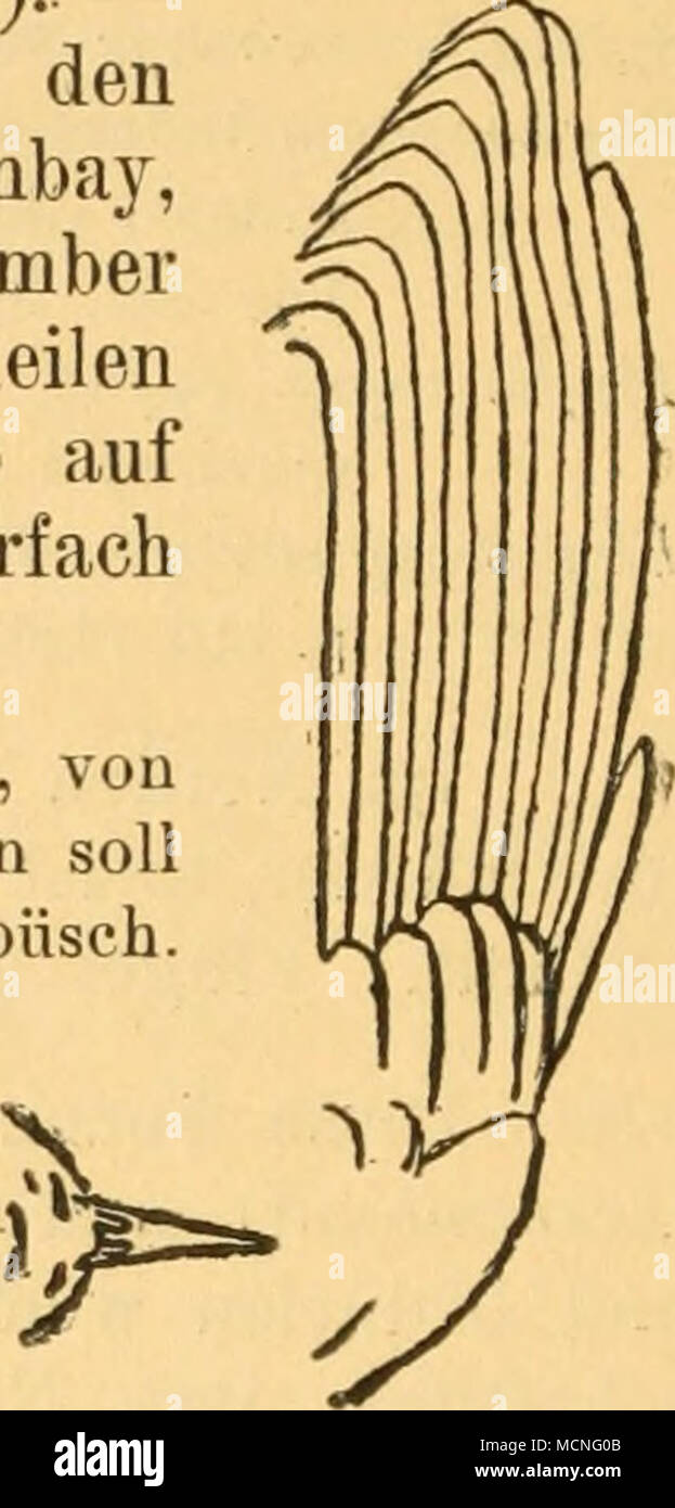 . Figure 92 (vi)- 783. Phylloscopus collybita canariensis Hartwig. Phyllopneuste rufa canariensis Hartwig, Journ. f. L'ONR. 1886, p. 486 (Tenerife). Merops fortunatus Tristram, Ibis 1889, j). 21 (Gran Canaria)^ (vgl. Martert,. E Wanderjahre. Naturf., p. 101-102.) unterscheidet sich von Ph. ch. collyhita durch geringere Größe und viel-bräunlichere dunklere, oliven Oberseite. Les ist die Unterseite vieP. bräunlicher Selbst zur Brutzeit erlegte Stücke sind ebenso oder dunkel dunkler als frische von collyhita Herbstvögel PL c. aus Europa. Der Flügel ist kürzer breiter, weniger, spitz, geru Banque D'Images