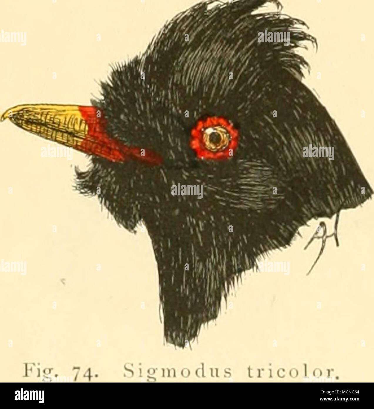 . 42'2. Sigmodus retzii (Wahlb.) Pn'rctzi oiioji.s ! Wahlb. Oefv. L'EFP. Ak. Förh. Stockh. 1856 p. 174. L. 210 - 220, F. 130-138 mm. Von dem vorgenannten durch bräunlich schiefergraueii Rücken wie Flügel unterschieden. S. Vertritt den Kongogebiet im tricolore, findet sich aber bereits bei Karema am Ostufer des Tanganyika. vHat einen schönen, Gesang der wie "d{[Y, dilli dilli, klingt"." (Böhm). 423. Eiirocepbalus riippelli Bp. Eurocfpliidn iijicl.s'riu//' Bp. Re-. Mag. Zool. 1853, p. 440. L. 215 - 240, F. 120-135 mm. Nackenmittc Oberschwanz Oberkopf, decken- und, Schwanzwurzel Kopfseiten .weiss ; b Banque D'Images