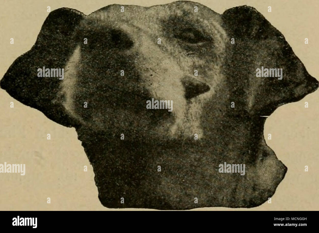 Hornbildung im Gesicht des Hundes (Schindelka). Reibel (Americ.rev.,  1908,S. 750) bildet ein von der linken von herabhängendes Schafes Schulter,  47 cm langes, an der im Umfang Base 67 cm grosses, sich