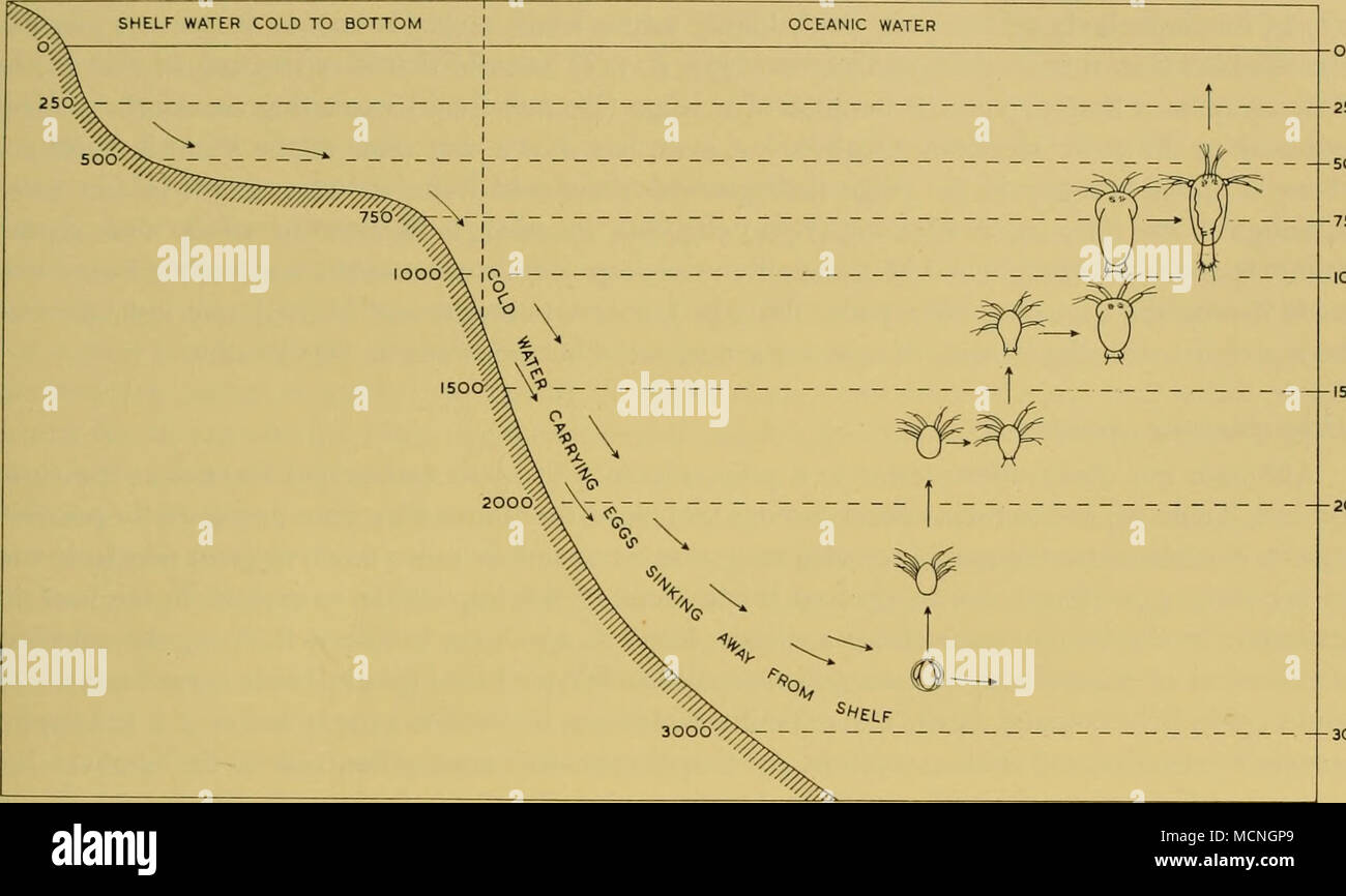 . Fig. 31. Influence supposée du naufrage de l'eau plateau sur le Hberated les œufs. Les nauplies, Metanauplii Calyptopis et Première sont partiellement aperçu schématique (voir pp. 205-8). Mer, pourrait dépenser un minimum de 21 jours dans le fond de l'eau avant, en tant que premier ou Calyptopis Metanauplius, il arriva à portée de nos filets qui recherche dans l'ouest de Weddell Weddell et milieu n'a pas aller plus profond de 1000 m. Si la vitesse du courant profond ont été 2 noeuds^ les oeufs et les larves qui en résultent pourraient, par conséquent, il me semble, s'effectuer au moins 500 km à l'Est. Bien que nous ne connaissons pas la vitesse de la partie inférieure de l'eau, il n'est som Banque D'Images