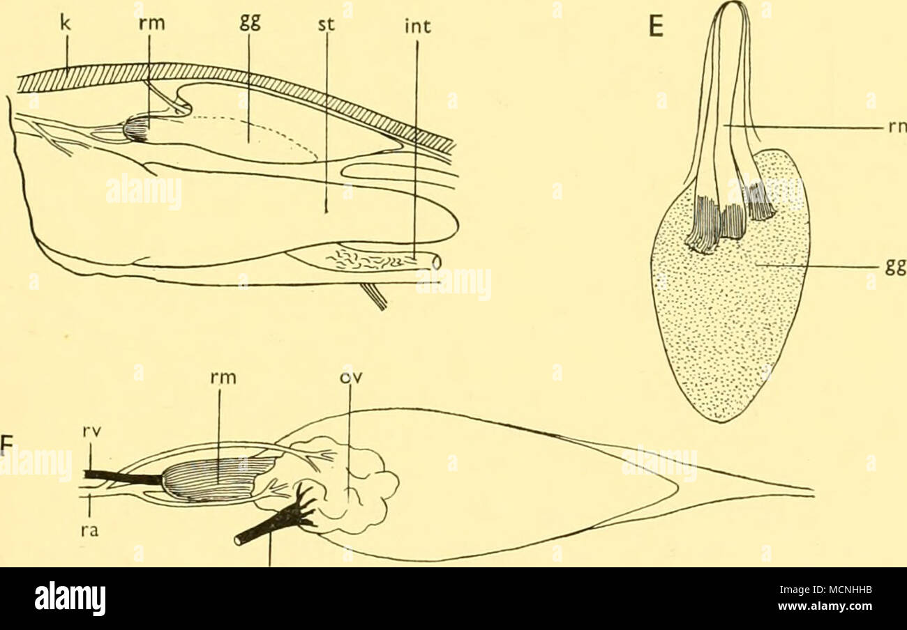 . Text-fig. 16. Vessies natatoires d'Electrona antarctica (a, b et c) et E. tenisoni (d, e et f). b, c, E et F sont vue ventrale. gg' gaz-presse-étoupe, frapper, de l'intestin ; k, le rein ; h, du foie ; ov, ovale ; oy, ovaire ; ra, retial retial artère ; rv, d'idées ; rm, rete mirabile ; sb, vessie natatoire ; st, l'estomac, vov, veine à ovale, (a, b, x 3-5 ; 15 ; x c, x 17-5 ; d, x 6 ; E, x 18, x 14 ; f.) Le poisson de 2535 a une évolution plus large vessie natatoire mesurant près de 4 mm de longueur. En cela, le réseau artériel pour la retia mirabilia venaient de l'coeliaco-navire mésentériques. Les parois de la vessie ont été assez mince. Enfin, Banque D'Images