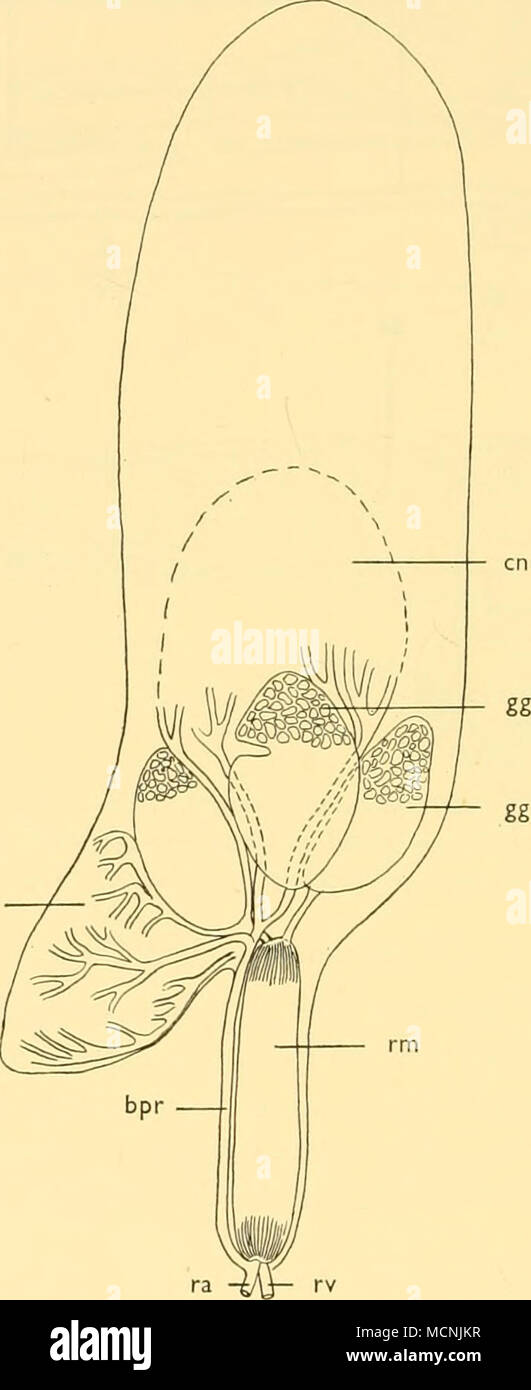 . Text-fig. 6. Vessie natatoire de Ichthyococcus ovatus, vue de dessus). Les trois lobes de la glande à gaz sont sur le plancher de la sac. BPR, dérivation de la direction générale ; l'artère retial en, resorbent réseau capillaire ; gg, gaz-presse-étoupe, ra, retial retial artère ; rv, d'idées ; rm, rete mirabile. ( X 16.) Cyclothone braueri Jespersen &AMP ; Taning (texte-fig. 8) 287 St., 2° 49' 30" S., 90 25' 30" W., 19. viii. 27, TYF, 85o(-O) m. Les longueurs standard de deux individus examinés, 33 et 31 mm. 3094, 440, rue 20' N., 160 49' O., 21. c. 54, TYFH, isoo(-O) m. Longueur standard 26-5 mm. La vessie natatoire se trouve bien dans Banque D'Images