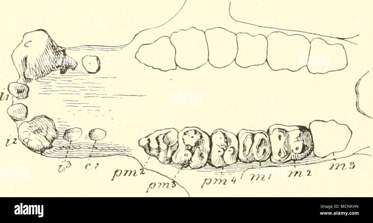 . Fig. bli. Moerilherium üaiimenfläche ; nach Andrews. lvon.&lt;j, Andr. Banque D'Images