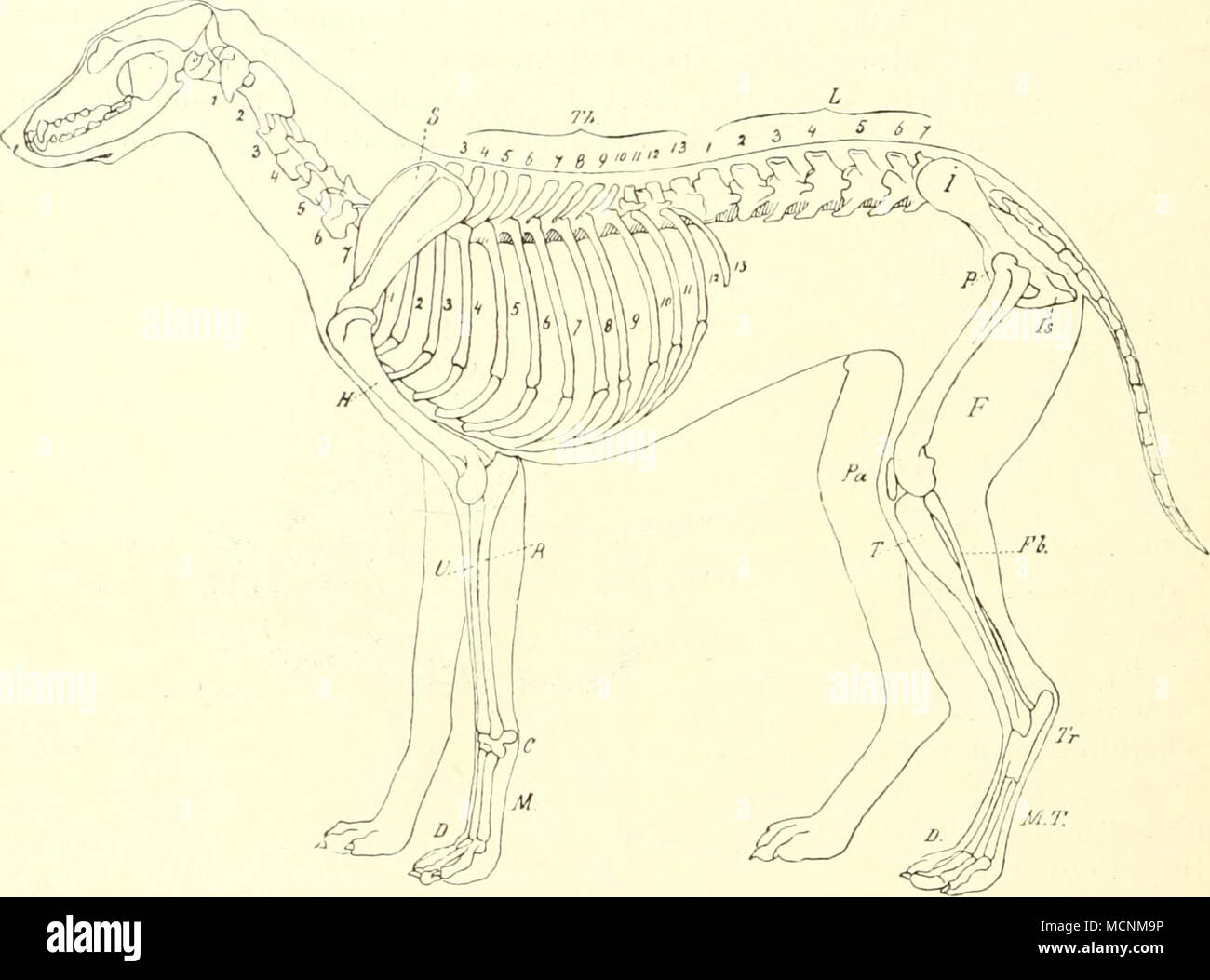 Fig. 3il0. Skelet eines Hundes dans den Körper-Umri➟ ; eingezeichnet nach  Ellen- berger und Baum modifiziert. 6"carpe ; / ? Digiti ; /'fémur ; Fb  péroné ; //humérus ; / Ilium ;