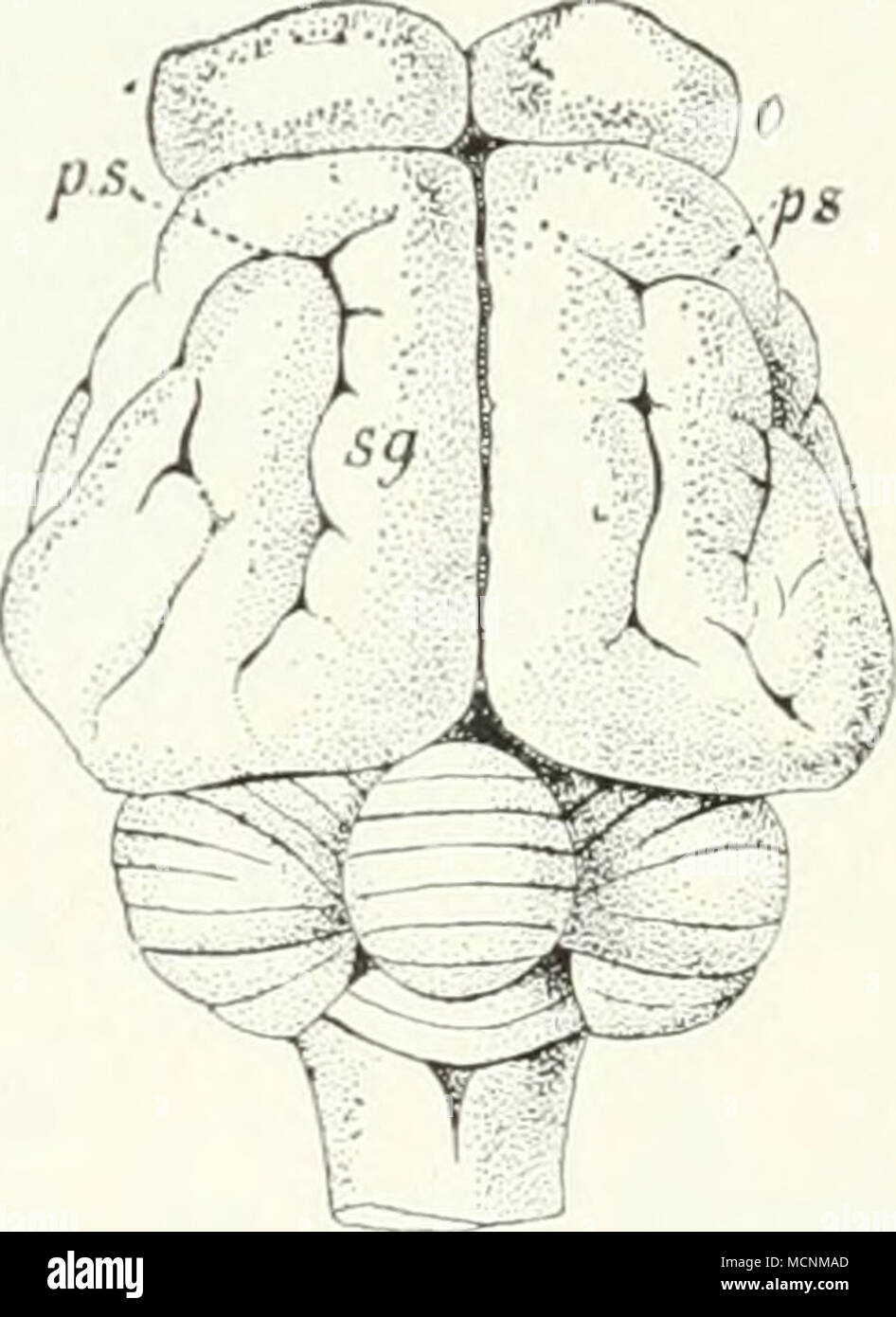 . Fig. 820. Gehirn von Manis javanica von der Seite und Fig. 321 von oben, n. Gr. s Fos.sa Sylvii /s suprasylvius ; sillon ; s"' sagittalis sillon sillon ps ; praesylvius ; r/ia, r/// Fissiira rhinalis&gt ; und antérieur ; // postérieur Lobus hippocampes ; o Lobus olfactorius ; Nervus opticus jl. Ohrmuschel entsi mit Eine )Knor] rechendem)el geht den Manidae niemals ab. Die Ansicht gegenteilige oftenbai' Anlaß, die eine tchate. herauszuheben Art als Manis aurita, lässt sich nur effet erklären, die bei einzelnen (M. longicaudata. tricusjjisi klappenartig umgebogen Helix der und niedrig ist. Vom jjeripheren Banque D'Images