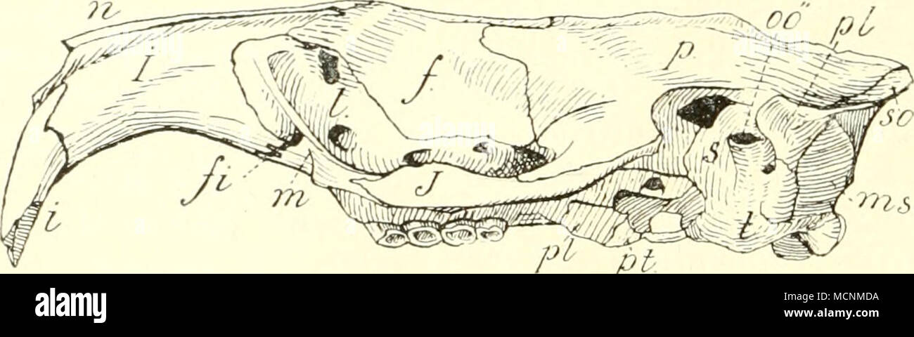 Pt Fig 360 Schadel Von Maritinnis Bathyergus V D Seite Frontale Ss Forainen Infraorbitale Interniaxillare Cisivus En Jiigale W Maxillare