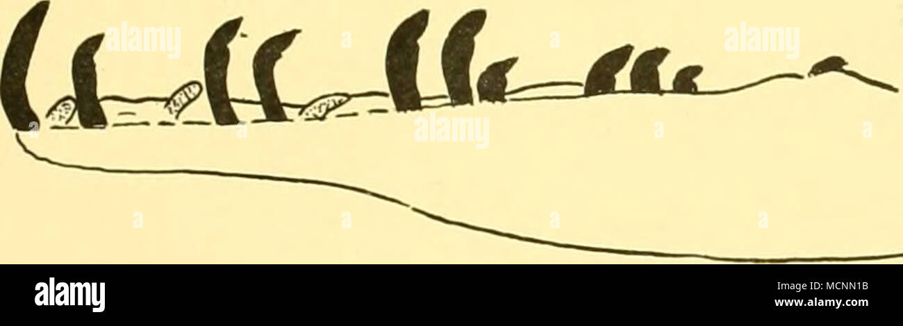 . Text-fig. 3. une Neoscopelarchoides sp., la fin de l'étape larvaire (  = Benthalbella infans) (X2) : a', linguale des dents (xo/3) ; b, Neoscopelarchoides s'allonge (Norman). Spécimen de gare 391 (x 1 à 3) ; b', linguale des dents (xg-j). Neoscopelarchoides sp. (Texte-fig. 3 a, a'.) Ce spécimen d'une fin de l'étape larvaire a été prise par R.R.S. II 'Découverte' au large des Açores. 3051 Station (lat. 390 29' N., long. 90 50'W), 26. viii. 52. TYF Net (jeunes poissons chalut), transporté à l'oblique entre 700 m. et la surface. Les proportions du corps en centièmes de la longueur standard (60-5 mm.). Plus grande profondeur de corps 13-2 ; longueur de la tête 15 Banque D'Images