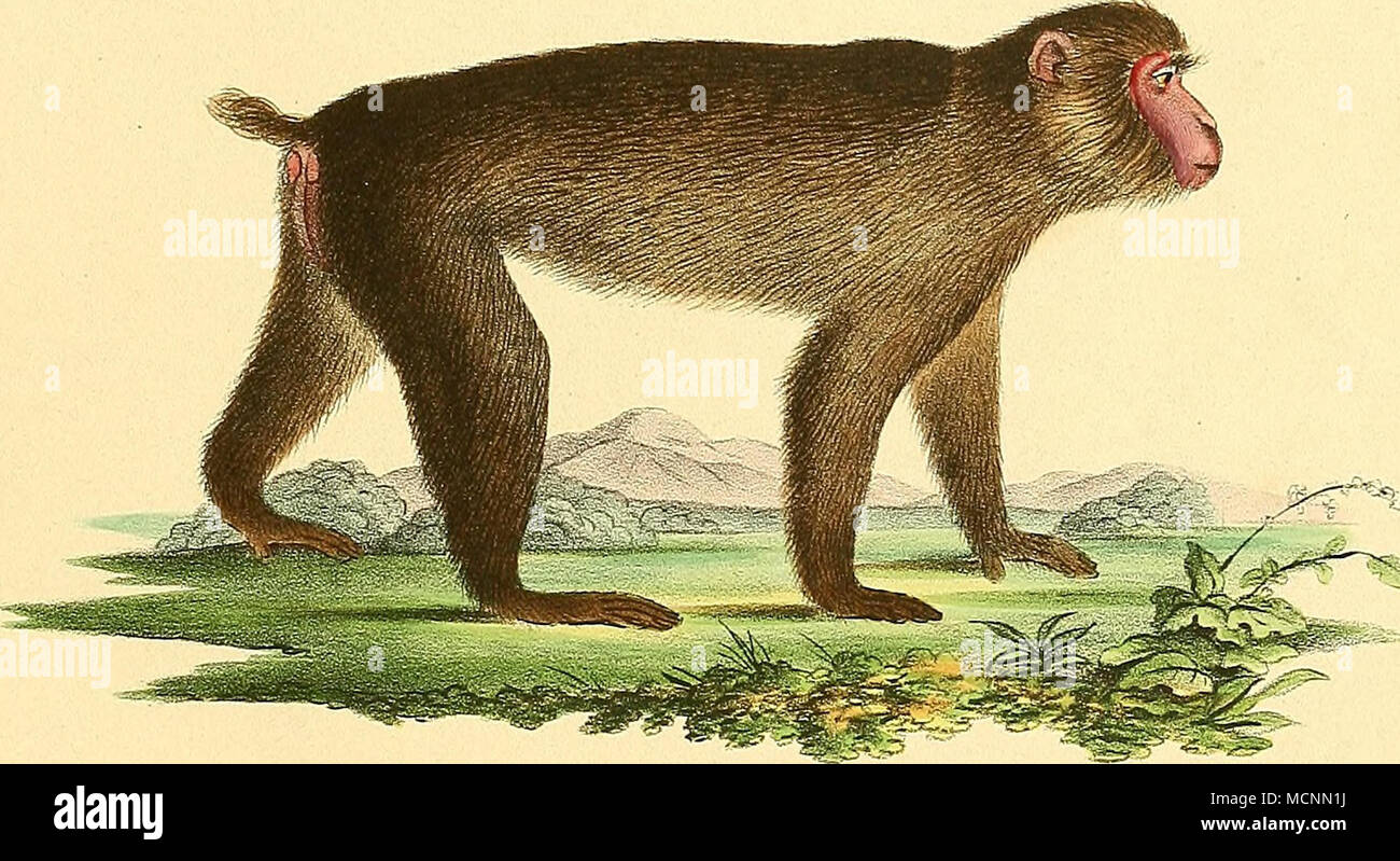 . JiiTocs speciosTfs Er. Cicv^. M'el'er oi e^^Tz/ /IC. Banque D'Images