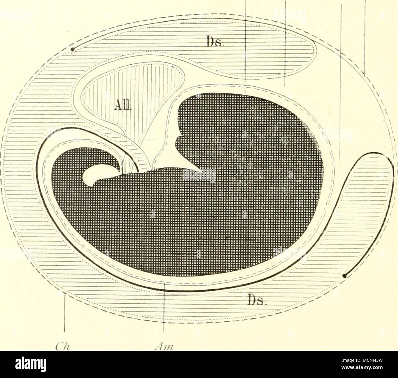 . Fig. 238. Acpypryninus rufescens, nach Semon. Suis amnios. Bc- zeichnnng Uebrige wie dans Fig. 237, das andere der weiche Verhalten bei Eihäute Marsupialia darstellt. Der Dottersack wird die duich Arteriae vitellin-mesentericae - wovon auf ). 21" ;') mehr (vergl. auch Fig. 11M&gt ;) - reichlich, vaskularisiert Dottersackskreislauf und dieser soi'gt reichlich und für die Atmung Eiiiährung des embryons. Chorion erledigt das aber keine Zotten, Villi, wird keine aussi Zottenhaut, welche als das früher homme auffaßte Chorion, a été Anlaß nele von Achoriat zu sprechen. Aber auch hier sind vor den neuen Unters Banque D'Images