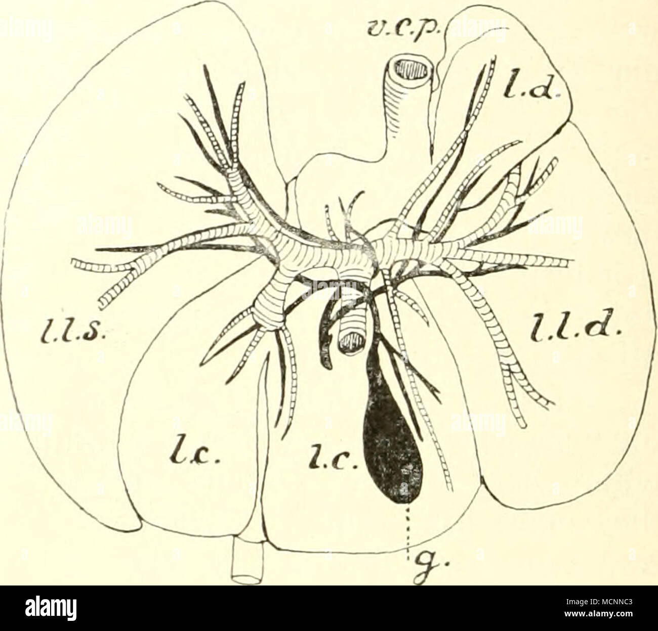 . Mz Fig. 169. "^ J Fig. 168. T Brust-'-'Baucheingeweide^xuid eines Emilycullen4, nach der Wegnahme Rauchwand ventralen Brust- und. Nach St. George Mivart. bl sophistiqué ; d Diaphragma ; gh Gall- bla.se ; / sur une jambe ; / unterhalb des Diaphragma ; m Leber Magen ; mz Alltek ; o l'épiploon ; r. Eectum Fig. 169. Von Leber Stenops gracilis von der Instestinalfläche aus, nach G. Eugène. Die Verzweigx Pfortader ngen;der sind durch ge- strichelte Gallengänge, die der durch schwarze Kanäle dargestellt. C.-à-d. Lobus centralis ; L.D. Dercendens ; l.l.d. Lobulus luid l.Ls. rechter und linker Seitenlappen ; v.c.p. Vena cava poste Banque D'Images