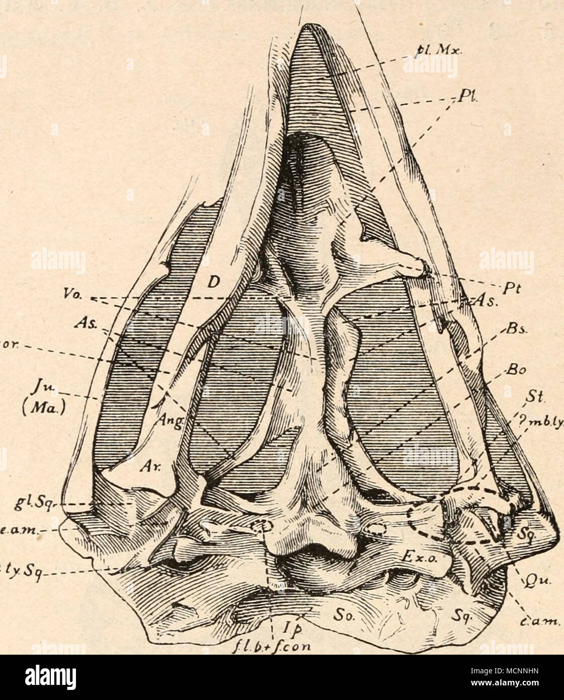. PtySo- Fig. 331. Unterseite des Schüller¤Kapkolonie Cynognathus dels von platyceps. UngefÃ¤l/hr d'un nat. Gr. (Nach W ang.  = Angulare. mo. ty. Ar.  = Articulare. En tant que.  = Alisphenoid. Bo.  = Basioccipitale. p. cor. Bs.  = Basisphenoid. D.  = dentale. PI. e. a. dans.  = Meatus auditorius ex- ternus. pl. Mx. Ex. o. Â  = Exoccipitale. Pt. /. /. P.  + /. con. Foramen lacerum  = po- sterius Foramen condylo-  + p. ty. So. ideum. Qu. gl. Sq.  = GelenkflÃ¤che des jonction pavimento- So. sommes. Sq. J- P-  = Interparietale. Saint Ja. (Ma.)  = jugale. Vo. , Seeley, aus der Trias der . Gregory K., 1913). UmriÃ wahrscheinliche Lage und des Tr Banque D'Images