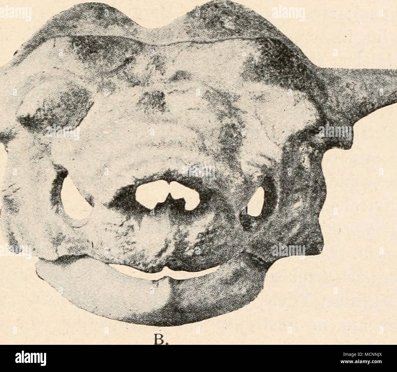 . Fig. 321. Un Miolania : l'Argentine, l'Amgh., Schädel und Unterkiefer en l/4 nat. Gr. Aus dem roten Eozän ( ?) -Sandstein von Chubut, Argentine (geol. Modifier unsicher. (Nach A. Smith Woodward.) B : Miolania Oweni, A. S. W., aus dem Plistozän von Queensland. (Nach A. Smith Woodward.) Stark verkl. 1 R. Owen, Description des restes fossiles de deux espèces d'un genre (Megalanian Meiolania) de l'île Lord Howe. - Philosophical Transactions Roy. Soc, Londres 1886, Vol. CLXXVII, p. 471. G. A. Boulenger, sur la position systématique du genre (Ceratochelys Miolania, Owen, Huxley). - Aller de l'avant. Zool. Soc, L Banque D'Images