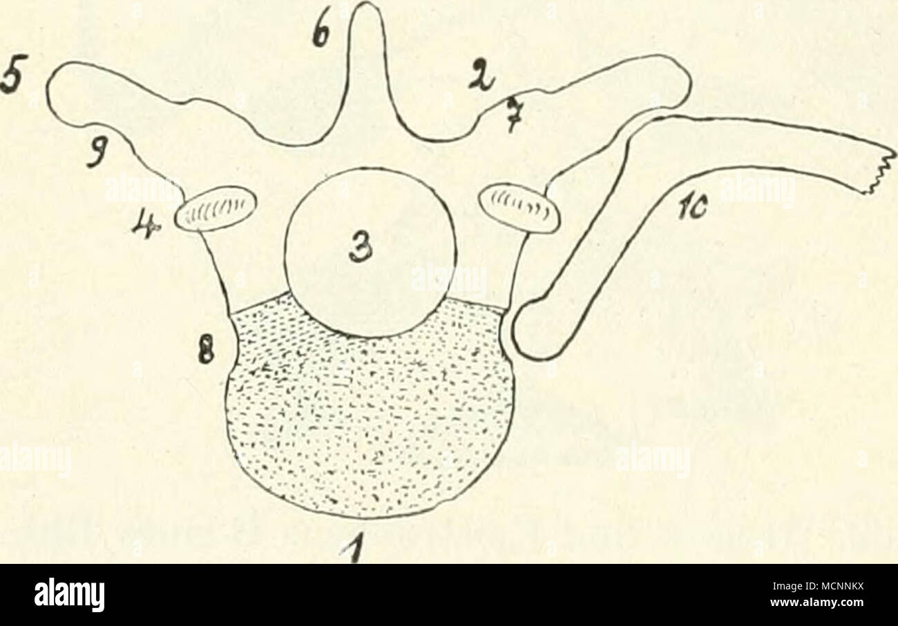 . Monter rO. Einos Thorakelwirbels de schéma. / Centrum ; 2 Neiiralbogen Wirbelloch ; j ; 4 Processus articularis ; 5 proc. transversus (I)iapophyse) ; 6. Proc spinosus ; 7 proc. ina- luillaris Gclenkfacetto ; 8 für das Capitu- lum ; 9 für das Tuberculum der Rippe 10. Sehen wir von den ^etaceen ab, de sorte liegt Die Anzahl der Lenden- wirbel zwischen 2 und ist und meist ) dans G 7 oder. Vielfach ist die Sach- lage, aber die Zahl der zu erleichtern bei-thorako hnnbalen Wirbel, die im systematischen Teil bei den einzelnen Abteilungen näher angegeben'd wii. Banque D'Images