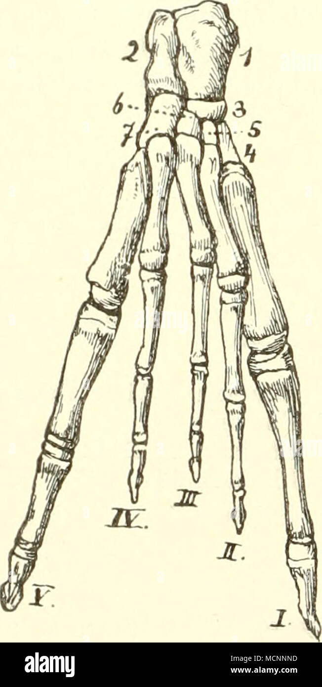 . Fig. 88. Macro- rhinus von FuÃ leoninus, nach Flo- wer. / Tahis ; 2 Calca- neus ; 3 scaphoïde ; 4, 5, 6 Ento-, méso-, Ectocunei ; 7- forme cuboïde ; /âV 1.Â5. Silver Star. Fig. 80. Von FuÃwurzel. Tar'iius, nach Burmeister. t le talus ; C Calcanéum ; s ; cd scaphoïde cuboïde ; c^, c-, c :'-' Ento-, méso-, ecto- cun forme d'assurance-emploi. Im systematischen Teil sollen Besonderheiten des Metatarsus und der doigt Zur Sprache kommen. Hier sei nur auf il faut allgemeine hingewiesen. (JegenÃ¼ber Randzehen daÃ der Regel die die geringsten sind, die weisen Pinnipedia das Gegenteil auf (Fig. 8&lt;P), desgleichen die 5. Zehe von Phasco Banque D'Images