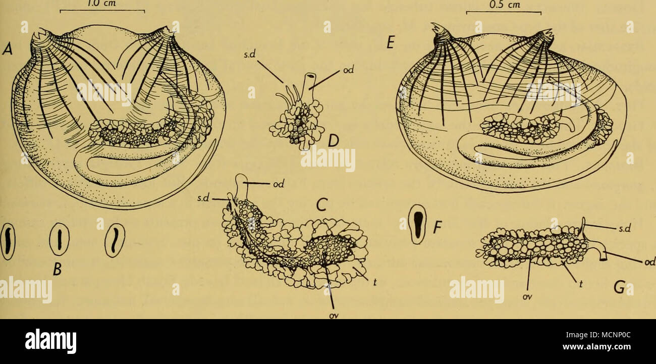 . Text-fig. 58. Molgula setigera Arnback f. georgiana (St. 474) : un spécimen, avec test supprimé ; B, tubercule dorsal ; C, avec un canal spermatique des gonades ; D, partie de gonades avec trois gaines de sperme. Molgula setigera f. marioni (St. 1563) : E, modèle avec le test ; F, G ; tubercule dorsal, la gonade. De gonades. La forme des gonades (texte-fig. 58 C, D) est assez constant, ressemblant à celle du type de spécimens, mais le gonoducts sont variables. Habituellement l'oviducte (od) est moyennement longue, mais dans au moins un spécimen est très court ; il est toujours dirigé vers le siphon atrial. Le sperme les conduits (s.d.) varient Banque D'Images