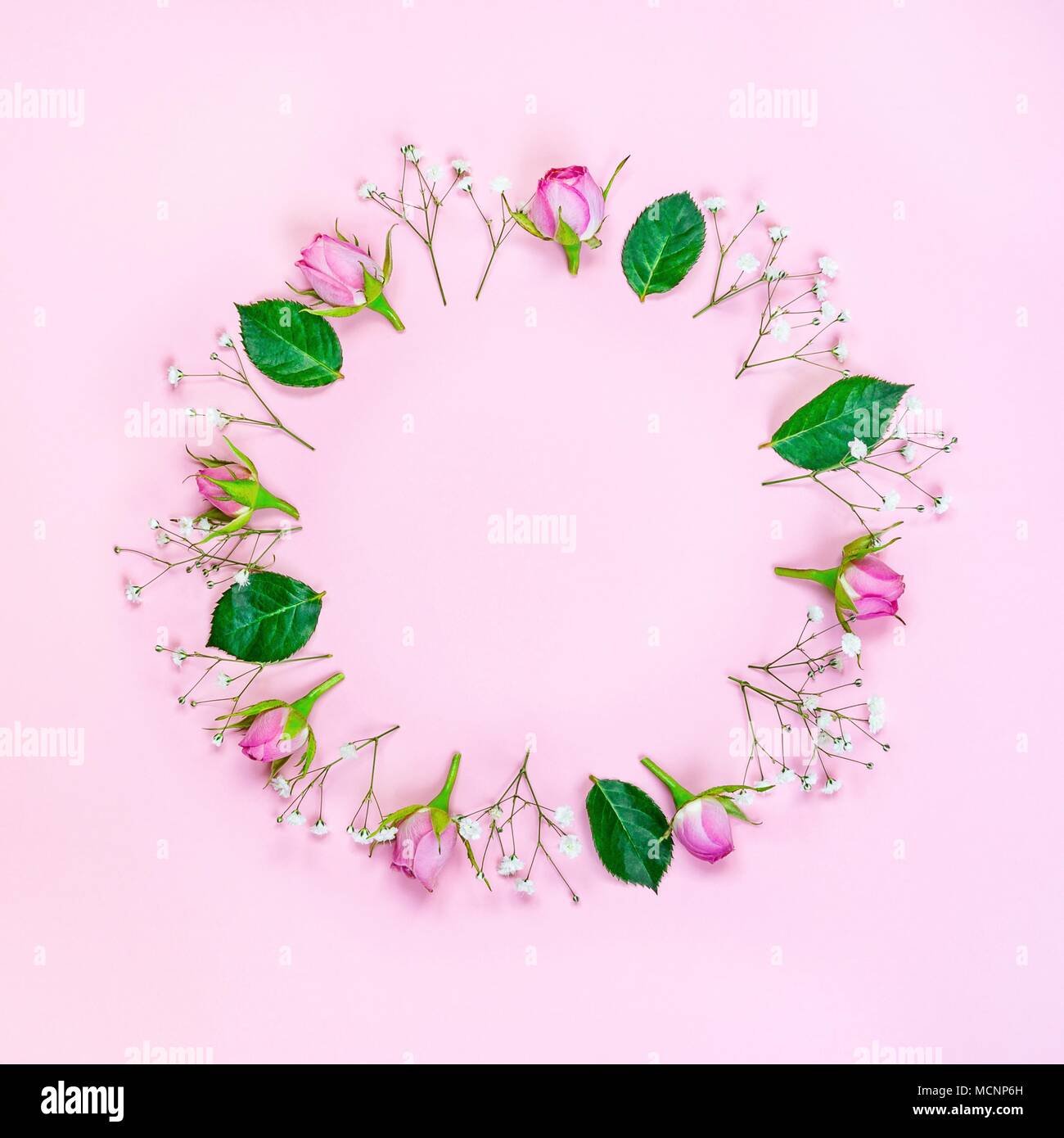 Vue de dessus de roses roses et couronne de feuilles vertes sur fond rose. Abstract floral background. Banque D'Images