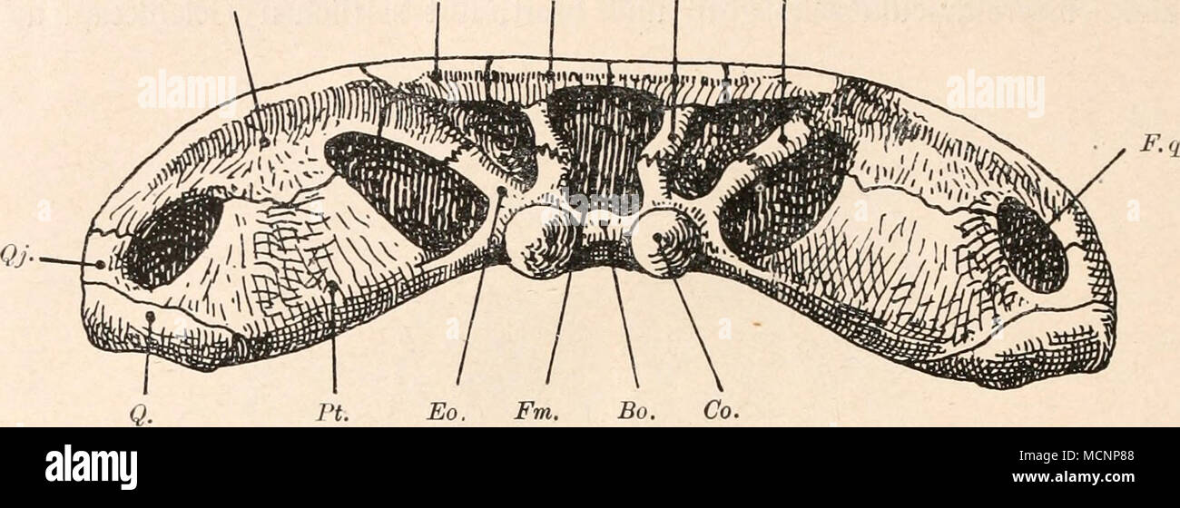 . Fig. 219. Von Cyclotosaurus stantonensis Hinterhaupt, A. S. Woodward, aus dem unteren Keuper von Stanton bei Uttoxeter, Angleterre. - Rekonstruktion 2/3 en nat. Gr., mit der Benützung Abbildungen von A. Smith Woodward (1904), F. C. Huene (1910) und C. Wiman (1912). Bo.  = Basioccipitale. Co.  = Condylus occipital. Asm.  = Dermosupraoccipitale. L'OT.  = Exoccipitale. Fm.  = trou occipital. F. q. Foramen  = quadrati. Op.  = Opisthoticum. Pt.  = ptérygoïde. Q.  = Quadratum. Qj.  = quadratojugale. So.  = Supraoccipitale. Sq.  = Squamosum. Onglet.  = Tabulare. (Cf. Fig. 189, S. 242). Banque D'Images