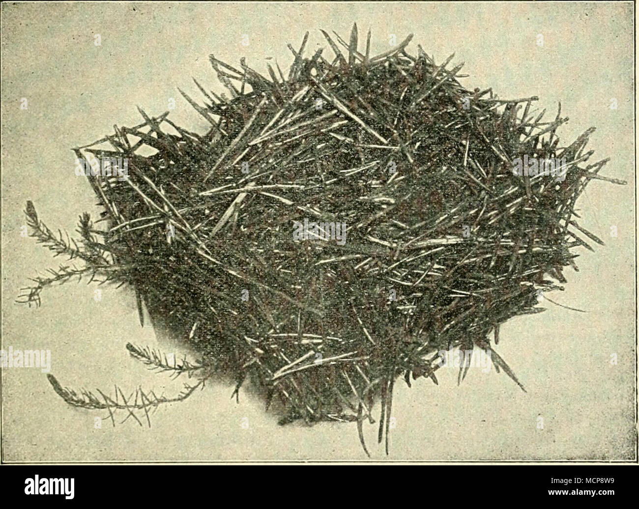 Oben das Nest von Osmia Schrk. im ifeZ hicolor/Gchaase-a : 156, dont das  das Männchen Weibchen, liens, darunter der von dem Weibchen gefertigte  Schutz- bau C/4 nat. Gr.). nur sehr wenig
