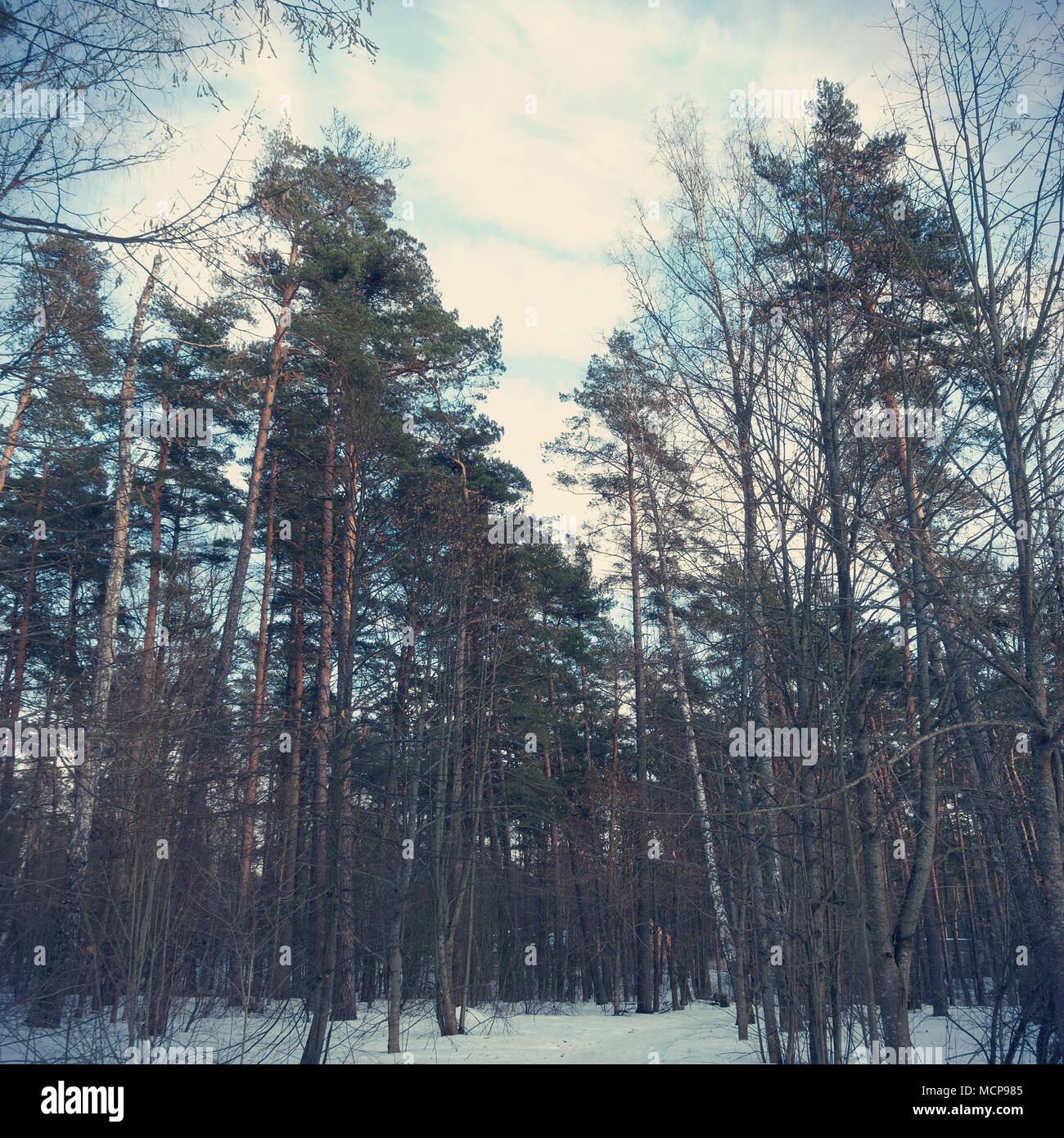 Belle soirée d'hiver au bois. De hauts arbres dans la forêt. Banque D'Images