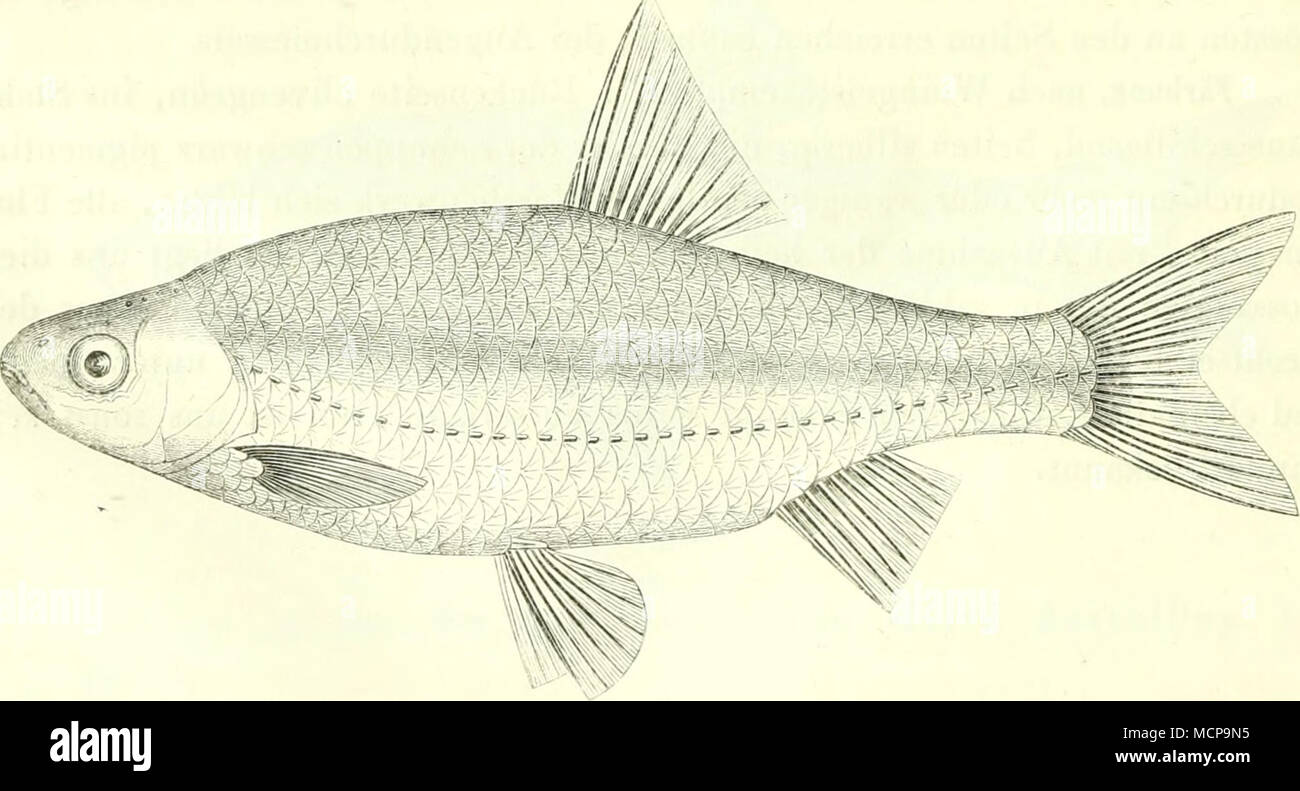 . L-'isi-. s(i. Banque D'Images