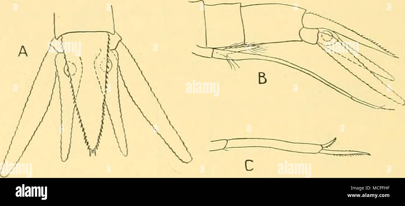 . Fig. 43. Fig. 44. Fig. 43. Neomysis monticellii Colosi. Extrémité antérieure des mâles adultes en vue dorsale, x 14. Fig. 44. Neomysis monticellii Colosi. Un telson uropodes, et des mâles adultes, x 14 ; B, l'extrémité postérieure du mâle adulte en vue latérale, x 14 ; C, extrémité distale de quatrième de pleopod, mâle x 44. Colosi a donné la longueur de ses spécimens à 9 mm. mais le plus grand mâle dans la découverte collection mesure plus de 10 mm. Il est apparemment complètement à maturité avec le lobe de l'antennule très densément couverts de poils. La distribution. Les types de cette espèce ont été prises dans le détroit de Magellan, mais il n'y a pas de re Banque D'Images
