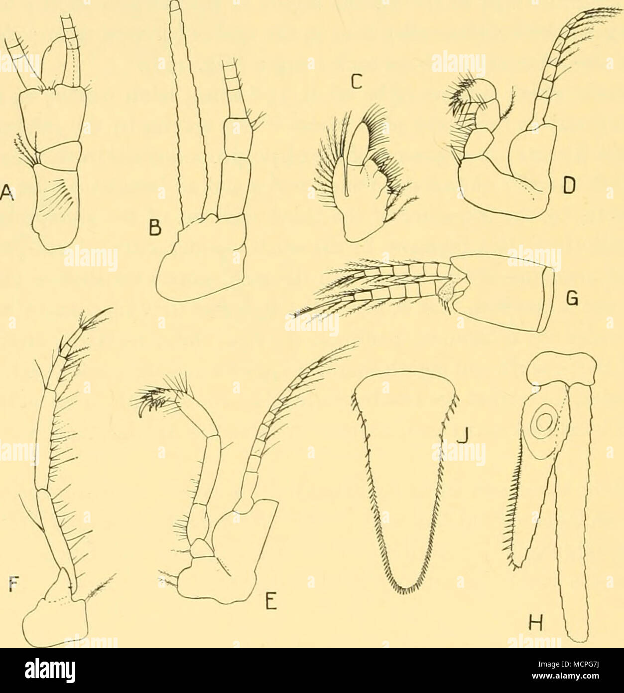 . Fig. 37. Mysidopsis schultzei (Zimmer). Un antennular, pédoncule de mâles adultes, x 24 ; B, antenne, x 24 ; C, maxillaire, x 36 ; D, premier appendice thoracique, X24 ; E, deuxième appendice thoracique, X24 ; F, endopod de troisième appendice thoracique, X24 ; G, quatrième d'pleopod, mâle x 24 ; H, droit, uropode x 24 ; J, telson, x 24. Remarques. Cette espèce a été fondée par Zimmer de spécimens prélevés dans l'eau peu profonde parmi les mauvaises herbes- mer dans la baie d'Angra Pequena près de Lüderitz. Les animaux ont été capturés en nombre assez considérable avec deux autres nouvelles espèces, M. similis (Zimmer) et M. major (Zimmer). Je n'ai rien à ajouter Banque D'Images