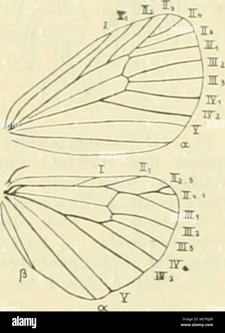 . Fig. 11'.'. FUigelgeädervon Cottiacia senex Hb. q^, Ader der ir Hti. abnorm geteilt ; auf  % vergrössert. ^ erscheinen, dass die noch Ontogenie dans vollständigeren Ausbildung von Reste des systemes 77 Hinterflügel finden sich der. Bildungen wie die à la Fig. Dargestellte 112 sind individuelle Aberrationen, wie sie auch als "überzählige Adern nur im Submaginalstadium" nettement, wie auch bei der Imago bei anderen Adersystemen vorkommen können. Möglicherweise handelt es sich dabei .manchmal, wie in der saurait Figuren 110 u. Um 111 atavistische Flügelform ; Bildungen wegen der und der großen Banque D'Images