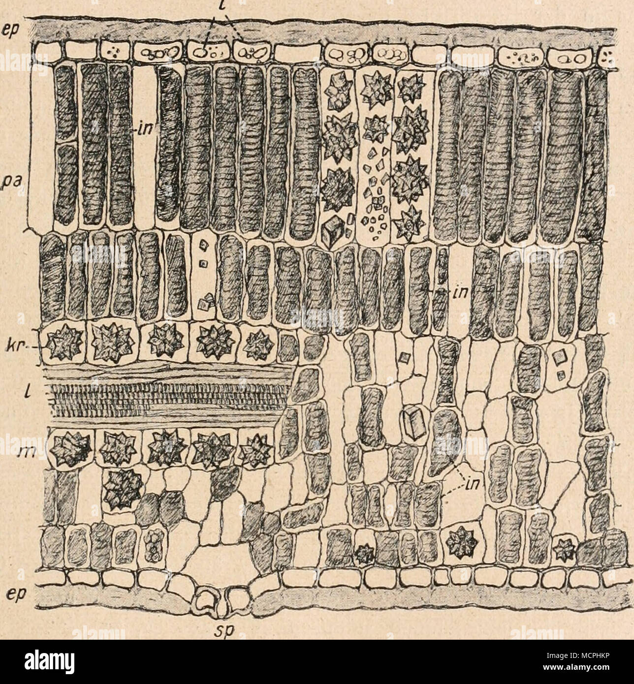 . Fig. 204. Pistacia Lentisctts Querschnittes durct L. Partie eines das Blatt (dans Chloralhydrat). ep Epi- derme der Oberseite ep', die der Unterseite, Palisadenparenchym Schwammparenchym pa, tu, je Inhalts- kÃ¶Oberhautzellen rper der, dans Kalziumoxalat Inklusen, RH, l schwacher, Blattnerv eingebetteter, sp Spalt-¶ffnungen Ã. Vergr. 400. (Gez. c. T. F. Hanausek u. Weese. Oberhaut Blattunterseite) Die der aus sehr il¤Ã hnlich gebauten Zellen (Fig. 204 j/), sind Sie nur¤ufiger Hôtel gerundet und kleiner, ja ein- zelne tellement auffallend klein (Fig. Ejy 204'), homme Insertionsstellen daÃ als sie von Tri Banque D'Images