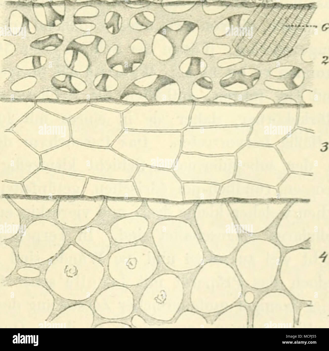 . Fig. 232. Vergr. 400. Ärachis hijpogaea. Die Schichten der Samenschale Nncellarrest, mit dem Aufeinanderfolge in ihrer von der Fläche gesehen, nach Behandlung mit Salzsänre Kalilange und. 1 épiderme der Aussenseite, 2 Schwammparen- chym, 3 innere épiderme, hyalines (Nucellarrest Schicht 4). 0 Spiroiden. Banque D'Images