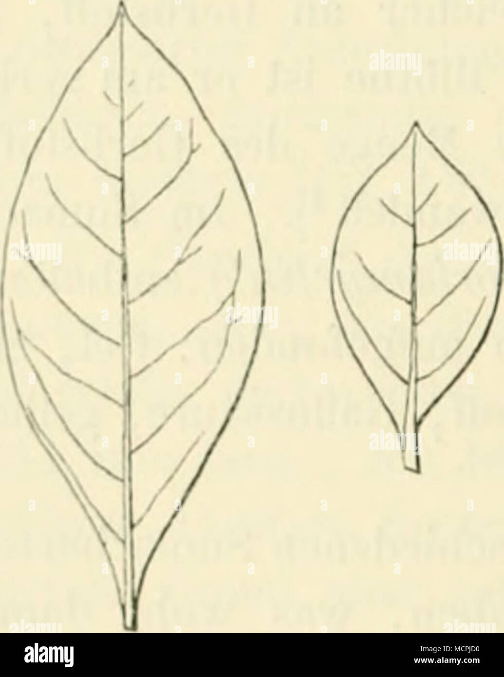 . 1 ; Holh, Tcclinolo^'V-ic du risque additionnel de Spiimfasom, p. 185. 2 Uebor Handelssorten diu vgl. .Laliresber. d. clicin. Tccim. 1871, JI. .Ssy und Muspratt. fllicmie la III] allägy (>ti.S(;ben Wandgrni;mild(&gt ; iinil Itolege Mumien die l'iif das bobe Aller ilicser Sitte aufweisen. 5 gebaule llemia ; à Algier wurde in den l.yuner vnrbringung Seidenlarbereien zur ller- azurblauer sebwarzer Kailnn lief und lienulzl. Wiosner. RobslolTe, 1. Aufl., p. 074, l'IRNA. 5. Banque D'Images