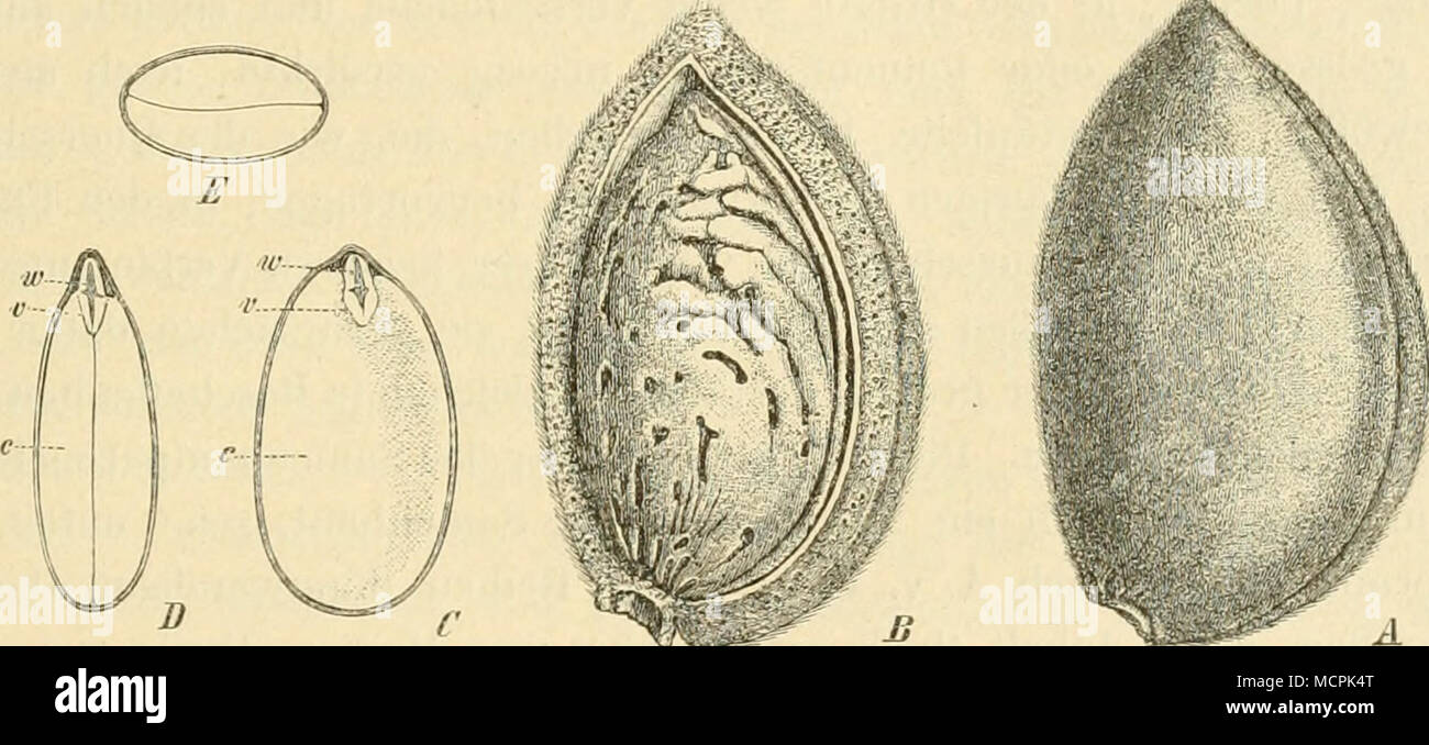Fig 229 Nat Gr Amijgdalus Prunus Stokes J Frucm Steiukeru B Aufgeschnittenen Fruclit In Der C D Samen Langs Durchschnitten Samenlappen C Daran Federchen Wurzelchen V W E Querschnitt
