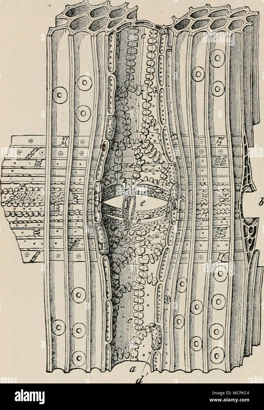 . Fig. 96. Radialsclinittsansicht aus dem Holze der Fichte (Picea excelsa), die Kreuzung mit une Holzstrangharzganges Markstrahlharzgange zeigend in einem 6, c Epithel- zellen, hier vorwiegend dickwandig getüpfelt, einfach, doch der beiden Harzgängen Kreuzungsstelle e dans sehr zart- wandig, inhaltsreich Interzellularränmen und zu Herling-grudzinski auseinander weichend harzerfüllten, welche die Innenräume beider Gänge aufbinden miteinander. Eine dünnwandige Epithelzelle auch bei d'. 250/1. (Nach K. Hartig.) stylet zusammenstellen, die dann oft selbst wieder dans charakteristischer Weise zu oder radiales tan- Banque D'Images