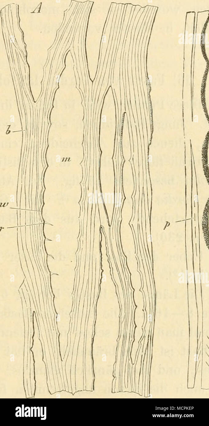 . Fig. S5. Un Vergr. 200. 6 Bastbündel des Stammes der thespesia lampas. m. Markstrahlenräume entsprecliend w Welle, der Länge von Markstrahlenzelle. rRest der Wand (Markstrahlenzelle. B Vergr. 500. Bastzelle Bruchstück einer aus dem Bastbündel des Stammes von Thesp. Lampe. w p Zellwand Poren der Welle. Banque D'Images