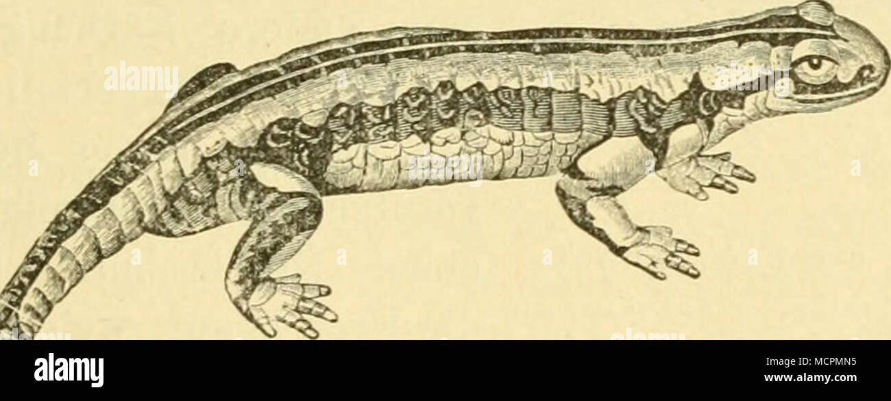 . Erdsalamauder (Salamandra maculata, Koch) mit deutlichen. Obrdiüseu Banque D'Images
