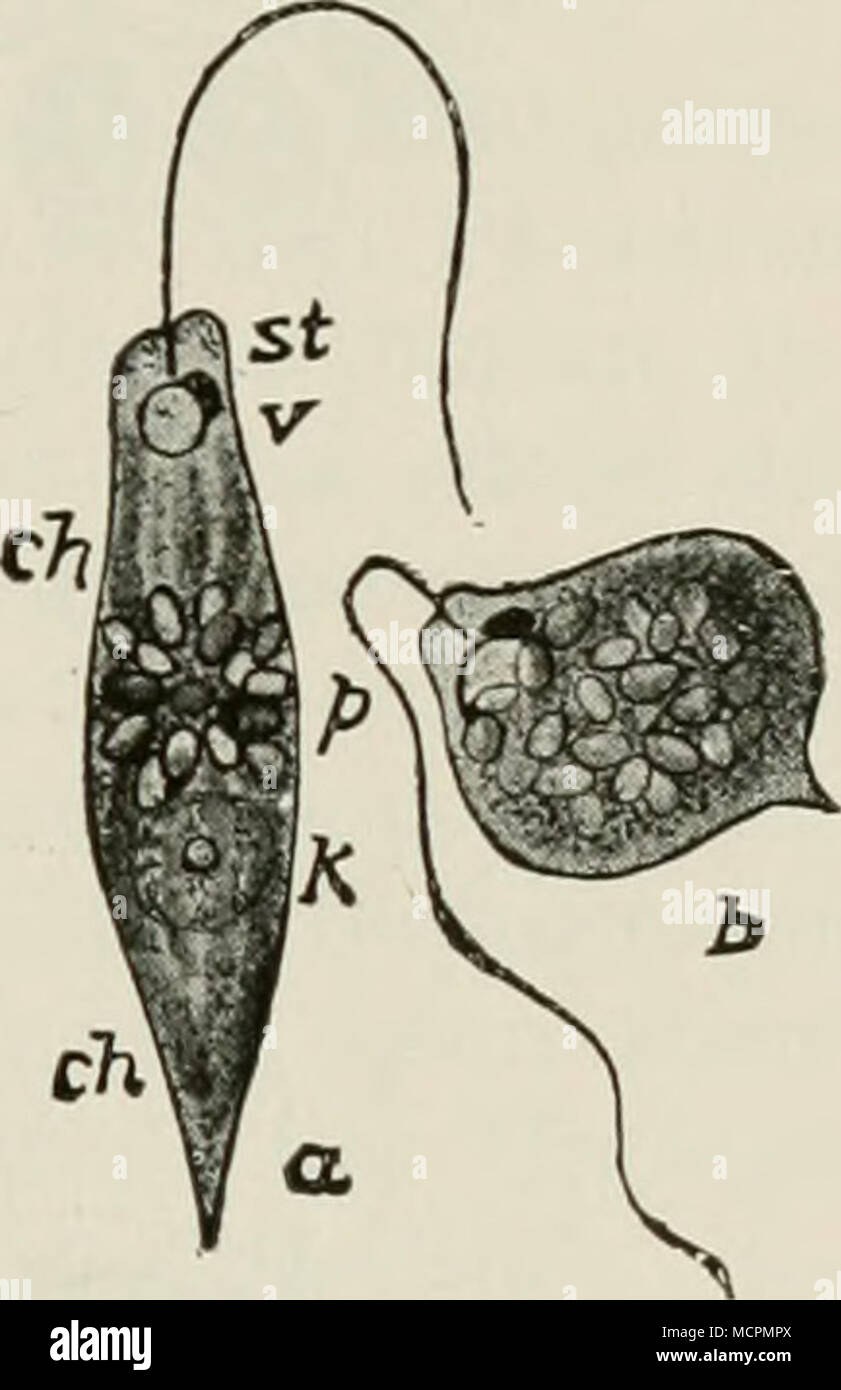 . Abb. 2. L'Euglena viridis. a. schwimmend ; b. kriechend ; st. Augenfleck. Stark ver-größert. (Aus Rosen 1909). Banque D'Images
