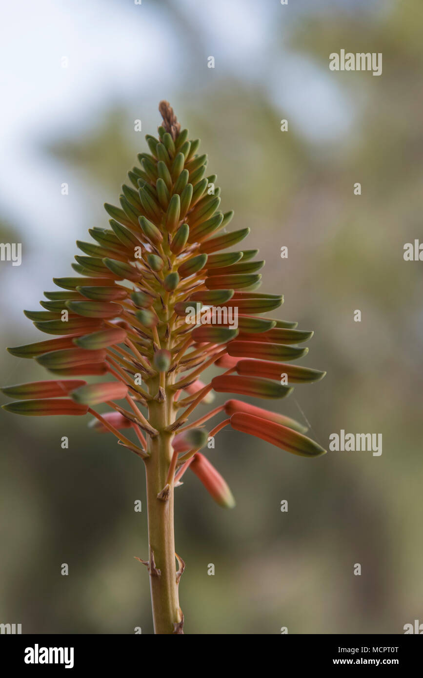 L'Aloe Vera auf einer Blüte Kreta Banque D'Images
