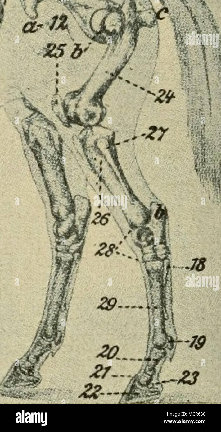 . Knochengerüst Das des Pferdes (nach der Reitvorschrift Jochbein)- 1. IIb. Schaufelknorpel 18. Griffelbein. 2. Nasenbein. 12. Beckenknochen. 19. Gleichbein. 3. Unterkieferbein. 12a Hüftbein. 20. Fesselbein. 4. Schambein Hinterhauptsbein 12b. 21. Kronbein. 4a Ganasche. 12c Sitzbein. 22. Hufbein. 5. Halswirbel. 12d Hüftspitze. 23. Strahlbein. 6. Rückenwirbel. 13. Schulterblatt. 24. Oberschenkelbein. 7. Lendenwirbel. 14. (Armbein Oberarmbein). 25. Kniescheibe. 8. Kreuzwirbel. 15. (Vorarmbein Unterarm- 26. Unterschenkelbein. 8a Kreuzbein. bein). 27. Wadenbein. 9. Schweifwirbel. 15a Speiche. 28. S Banque D'Images