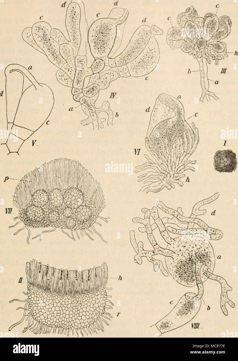 . ^ig- 157- (H. 765) Pyroncma conßm.'fis Pers. J'Fragnientchen angekohlter Walderde mit 4 Recherchen des TiUes dans natürlicher Basis Grösse. II ein solches im un Kriichtcheh.ilcn Längsschnitt ; //Hyménium mit den Schläuchen und Paraphyscn scheibenartige Rcceptaculum r, das nicht mehr erkenn Ascogonc ;- bar, ca. 45 fach. III Junge Anlage der Frucht. { Den beiden sich vom MyccI erhebenden Fäden a und /' haben sich den Endverzweigungen bauchige Ascogonc 1907-1988 r erledigt, die mit keuligen anastomosiren igofach Endästen,. IV Eine ähnliche Anlage ßoofacli bauchige Ascogonc « ; d keulige Endäste,. V E Banque D'Images