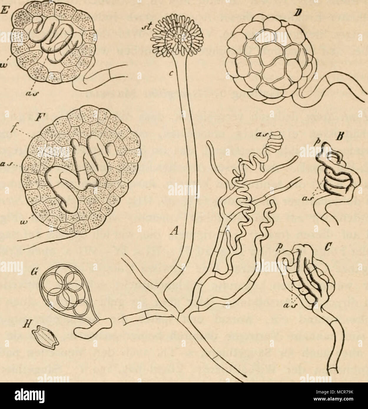 . (B. 749.) fig- HI- Entwickelung von Aspergillus repens (zugleich für A. glaucus geltend) nach de Bary. Un Conidienträger- Mycel ast mit und jungen Ascogonen c a s. Schraubiges Ascogon B a s mit dem Ersten Hüllzweig p und einem zweiten. C älteres Exemplar, die Zahl der wachsenden Hüllzweige Ascogon um das vermehrt. D Junges périthèce von aussen gesehen. E Dasselbe. F anderes junges périthèce im Schwarz, dans Längschnitt E die Bildung des Füllgewebes ginnend- être, zi<une Aussenwand / die, die inneren Wand- und Füllzellen Ascogon, comme. G mit asque Sporen. L'ascospore, isolirt Reife H von A. gla Banque D'Images