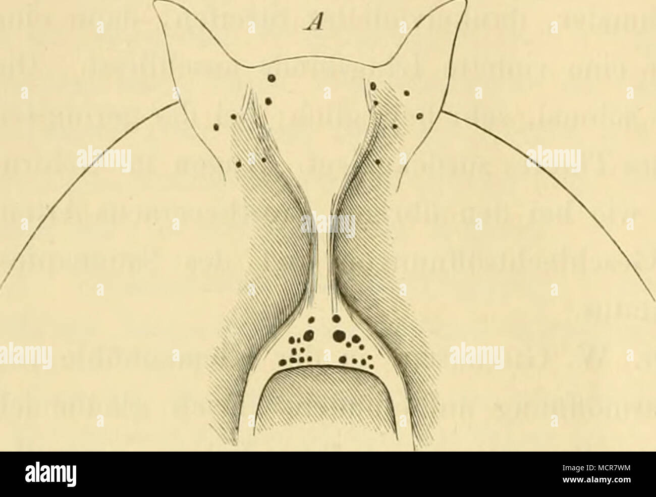 . Uf der Rückseite, B auf der Bauchseite am vordersten Körperrand, une base und der zwischen den Tentakeln. 145. Prostheceraeus Moseleyi nov. spec. Taf. 7. Fig. 4. Taf. 9. Fig. 4. Von dieser Art drei Exemplare erhalten habe ich, ein kleines, noch nicht von reifes geschlechts- 6 mm Länge und 'i'/^ mm Breite, und zwei grosse reife von environ 2 cm Länge und 8-10 mm Breite. Die beiden Exemplare und erst kürzlich letzteren aufgefunden, de sorte que Banque D'Images