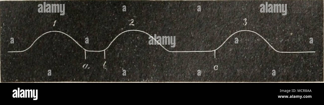. Latenzdauer Pulsperiode ; Sekunden Latenzdauer Pulsperiode ; Sekunden Kaninchen Hund Pferd . 0 205 0 343 0 851 0 167 0 208 0 309 0 812 0 615 0 362 bei allen diesen Tieren ist die aussi Latenzdauer Vagusreizung kürzer bei als eine Herzperiode, und im Verhältnis zu dieser um so kürzer je länger, die ist. Herzperiode Suis Kaninchen hat Rehfisch3 als Wert niedrigsten Latenzdauer Vaguswirkung der für die auf den Vorhof 0,12 Sekunde gefunden. Hierbei er wurde indessen darauf aufmerksam, die unter dem Einfluß der die Leitung , Vagusreizung Venensinus,vom" zum Vorhof. um 0,04 Sekunde verzögert w Banque D'Images