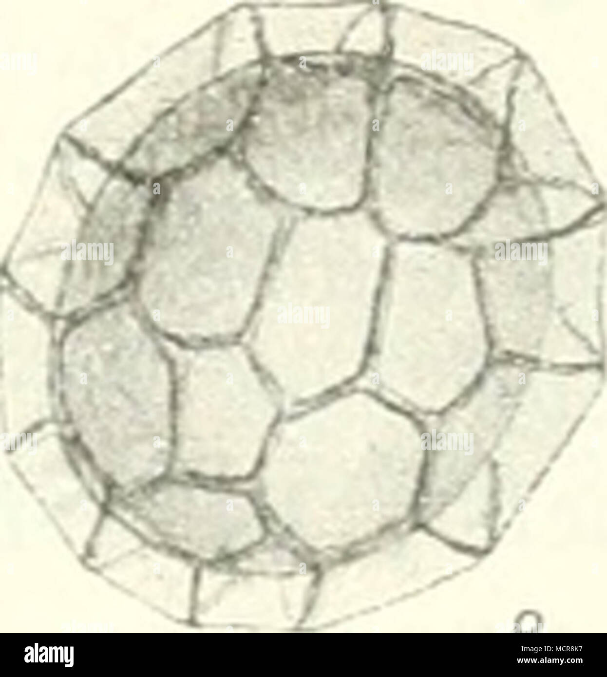 . Abb. 9. 1-3 Sporen von Ustilago major von Silene otites ; 4-6 Sporen von Usti- lago anomala von Polygonum dumetorum ; 7-8 Sporen von Ustilago utriculosa von Polygonum lapathifolium. (Original.) Prachov bei Jicin (Baudys). Polygonum lapathifolium : auf diesem Wirte ziemlich verbreitet ! Polygonum tomentosum : Tabor, im botanischen Gar- 10 seit 1912 alljährlich. Von der anderen Sphacelotheca Hydropiperis durch hellere Sporeu- masse, des netzförmige Sporenmembran aber durch die ver- schieden. Ustilago Goeppertiana Schroeter. Dans Sporenmasse Blattstielen Blattspreiten, den, seltener dans de Banque D'Images