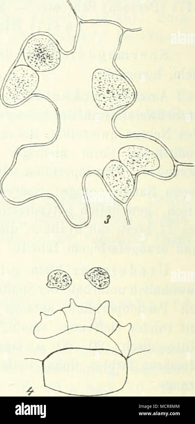 . Abb. 59. /Acearum Carynphyl Melampsorella. 1. Ein Hexenbesen. 2. Un Hexenbeseiiästchen Aecidien mit Nadel und eine. 3. Dans Epidermiszellen Teleutosporen den. 4. Keimende Teleutospore Sporidien und mit promycélium. (Nach E. Fischer.je Stellaria neraorum : Skal brut ! Täbor ! Auch auf beiden Standorten. Teleutosporen Dans biologischer Hinsicht ein sehr interessanter. Rostpilz Im keimen Teleutosporen Sporidien infizieren Mai und die junge. Tanuenaestchen Bis zum Herbst bildet sich auf der Infektionsstelle Anschwellung eine kleine, die im Laufe der Jahre zu einer mächtigen Beule. anwächst Ans dieser B Banque D'Images