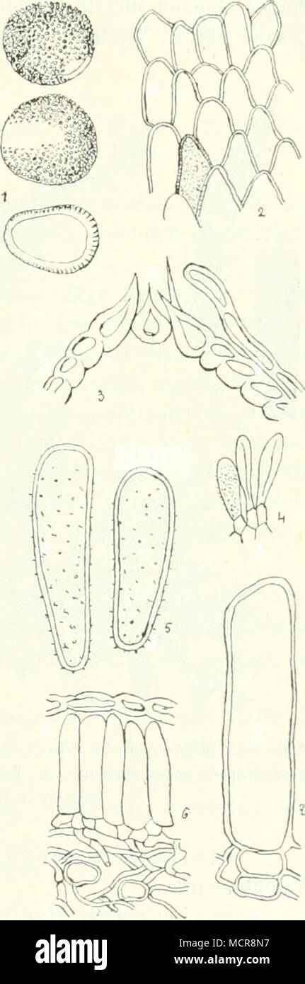 . Bial. 58. Hetulin Aecidiosporeu Melampsoridium I.. i. Pseudoperidieuwand Aecidien von Stück der •A. Uredosporen pseudoperidie Oberer Teil eines. 4. Typische und para- tysenartiije Uredosporen. 5. Ver grösserte Uredosporen. 6. Schnitt durch einTeleutosporeiilager. Vergiösserte Teleutospore ».Stark. (.Nach Klebuliu.) 14* Banque D'Images