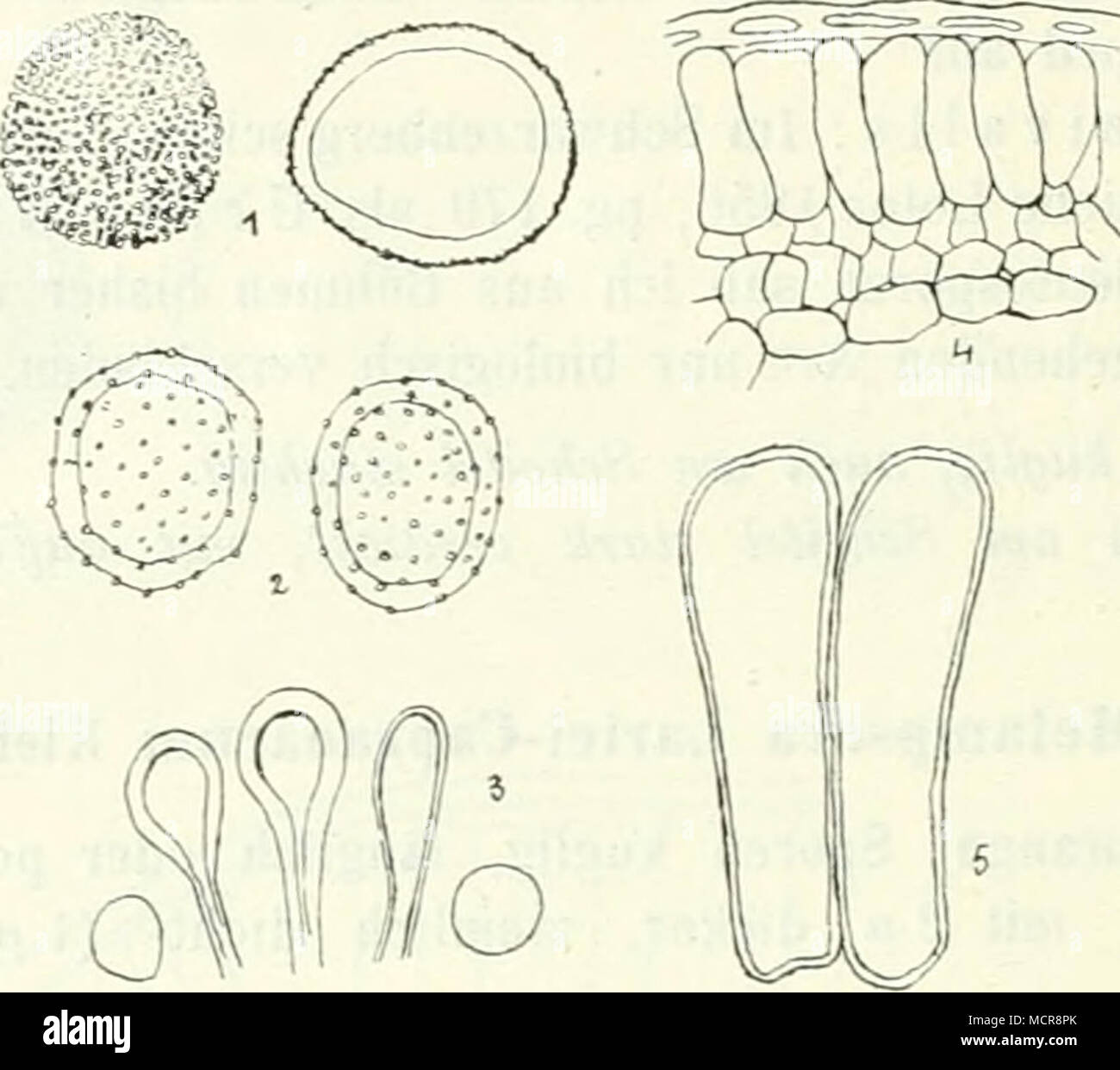 . Abb. 51. Melampsora Lai-id-epitea. 1. Caeomasporen. 2., 3. Uredosporen fyseu und Para-. Ö. Schnitt durch ein Teleutosporenlager. 5. Vergrösserte Teleutosporen. (Nach Klebahn n). - Üredo Teleutosporen Salix-Arten und auf verschiedenen und zwar : S aurita, cinerea, viminalis, hypophaifolia, Capraea, acutifolia, daphnoides, aurita X viminalis, pur purea X viminalis, dasyclados, Smithiana, retusa, herbacea, reticulata, serpyllifolia sabline, nigricans, glabra, arbuscula, fragilis, purpurea, grandifolia. Aus Böhmen mit Sicherheit bisher nur auf Salix viminalis : Turnau (Kabät) ! Zdär bei Policía un M.I Salix Capr Banque D'Images