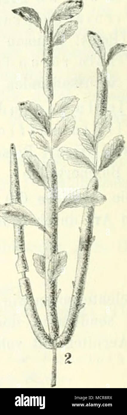 . Abb. 46. Calyptospora Ooepperiiana. 1. Ichtennadeln Aecidien P'auf, Schnitt durch eiue. Pgeudo Sporenketten keimende peridie, und Sporen. (Nach und Tubeuf Hartig). 2. Eine Preiselbeer von Teleutosporen- pflanze frappé. 3. Teleutosporen. 4. Radialer Schnitt durch einen befal lenen- keimenden Teleutosporen mit ast. (Nach Hartig, Tubeuf und Dietel ; 3 Oiigioal. Genetische der Bereich und wurde von Hartig Kühn festgestellt. Im Jahre 1904 habe ich die Versuche mit den Sporidien Tannennadeln auf wieder- holt und zwar mit vollem Erfolge. Banque D'Images