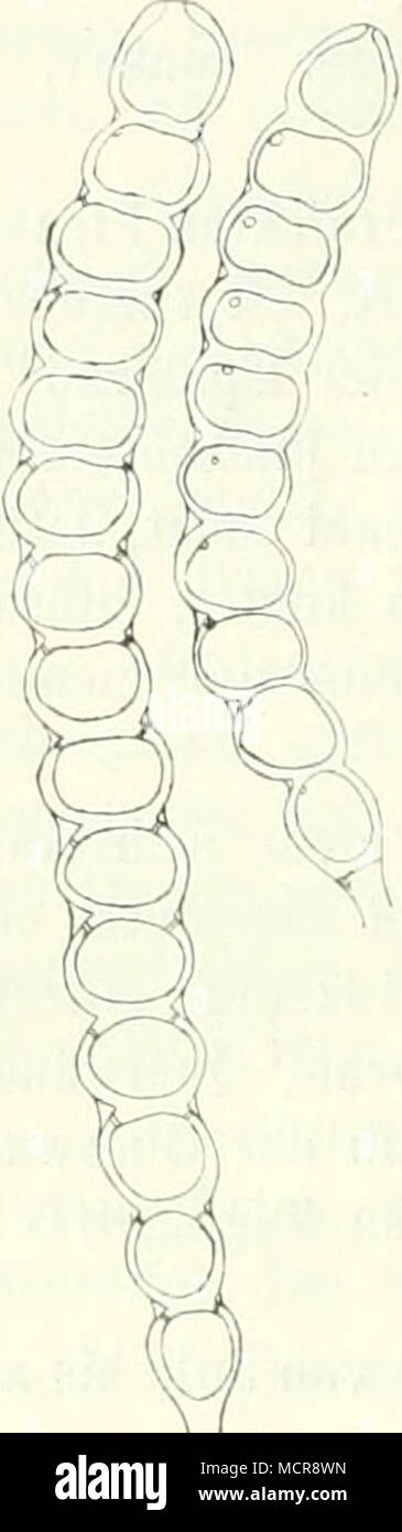 . Abb. Carhona Teleutosporen yon Phragmidium- rium (nach E. Fischer). Banque D'Images